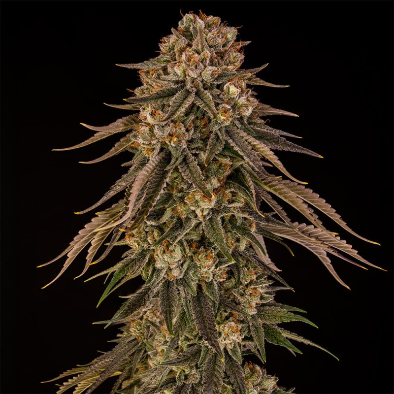 Tropical Velvet Fast CBD - 10 semi