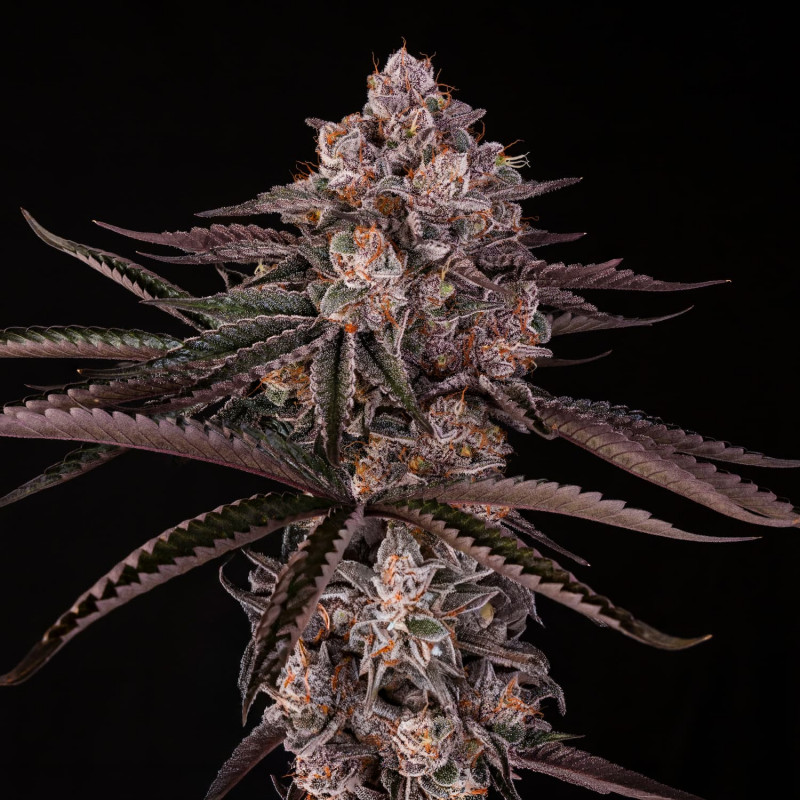 Jamaican Sunset by Julian Marley - 10 semi