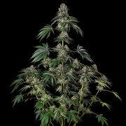 Jamaican Mountain