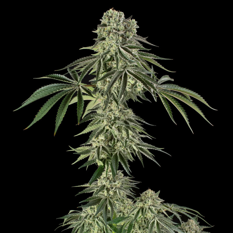Jamaican Mountain by Julian Marley - 3 semi