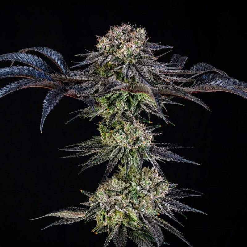 Julian Marley Special by Julian Marley  e - 10 semi