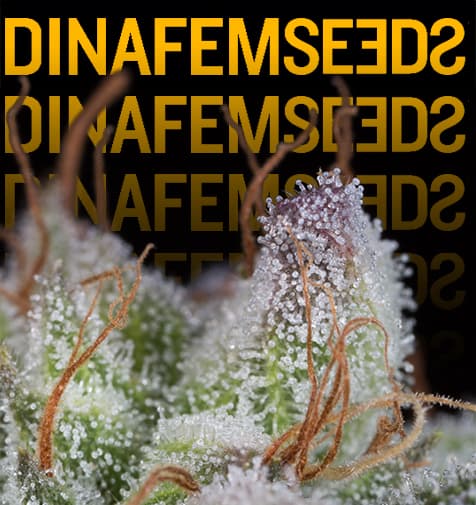 Semi Dinafem