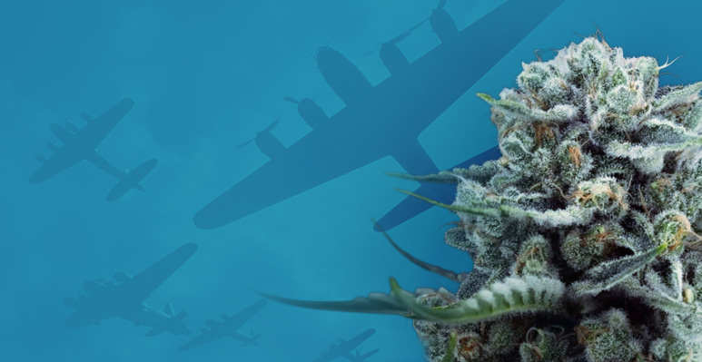 Semi di cannabis in collaborazione