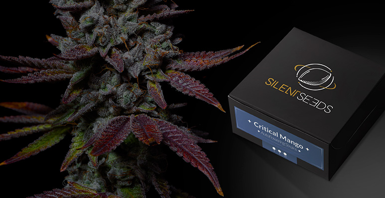 Semi di cannabis in vendita in Italia in Europa
