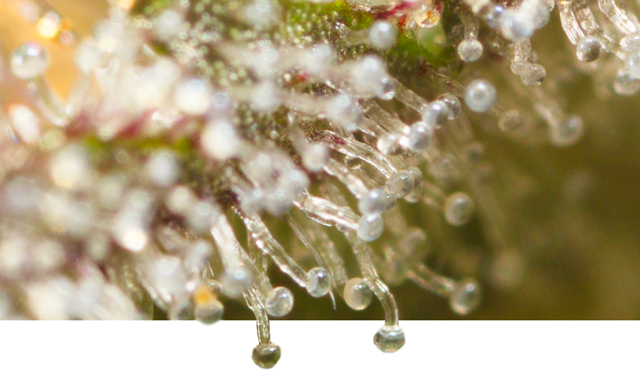 Semi di cannabis della linea Heritage del marchio Dinafem